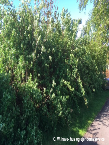 Hæk 1