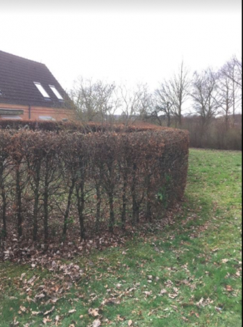 Hæk 4